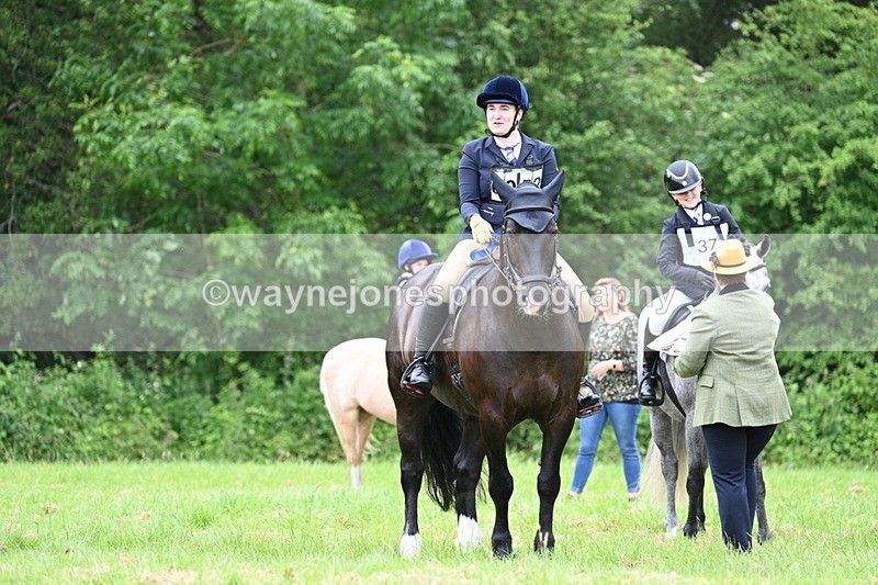 WJ7_4231 - Class 14A Handsome Gelding