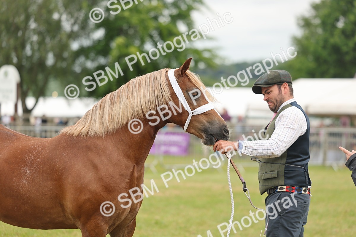 SBM_05019 - Class 50-57 - M&M Welsh Pony In Hand
