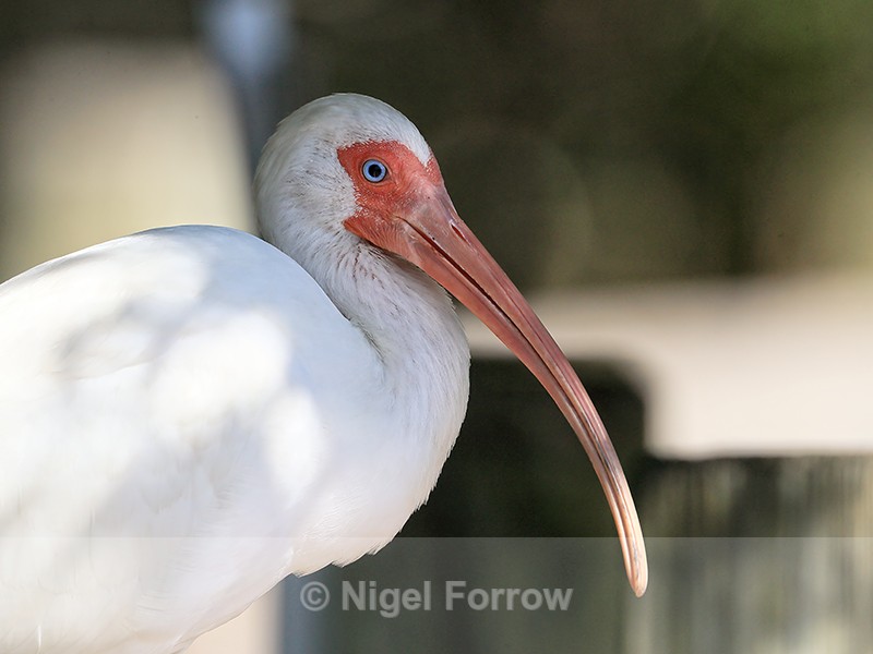 White Ibis close at Gatorland, Orlando, Florida - White Ibis