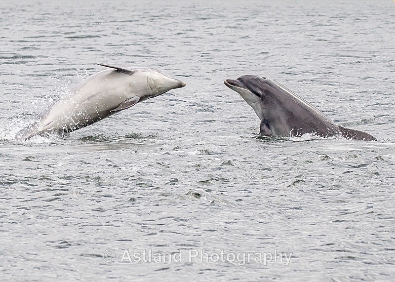 Astland Photography, Bird and Wildlife Images, Susan and Peter Wilson, U.K.