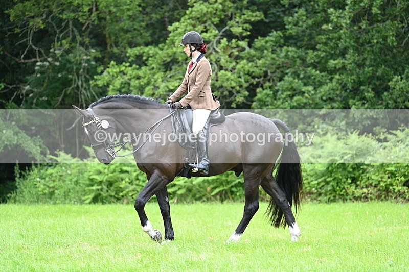 WJ7_3845 - Class 14A Handsome Gelding