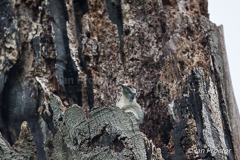 Great Spotted Woodpecker Fledgling 8 of 8 - Nature