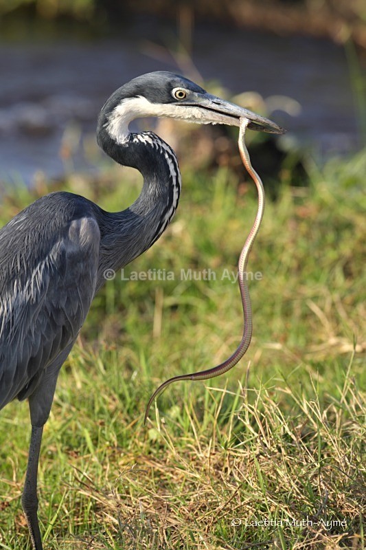 _84Y0532 Amboseli - Birds