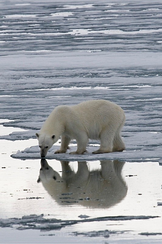 Polarbear 8622 - Wildlife