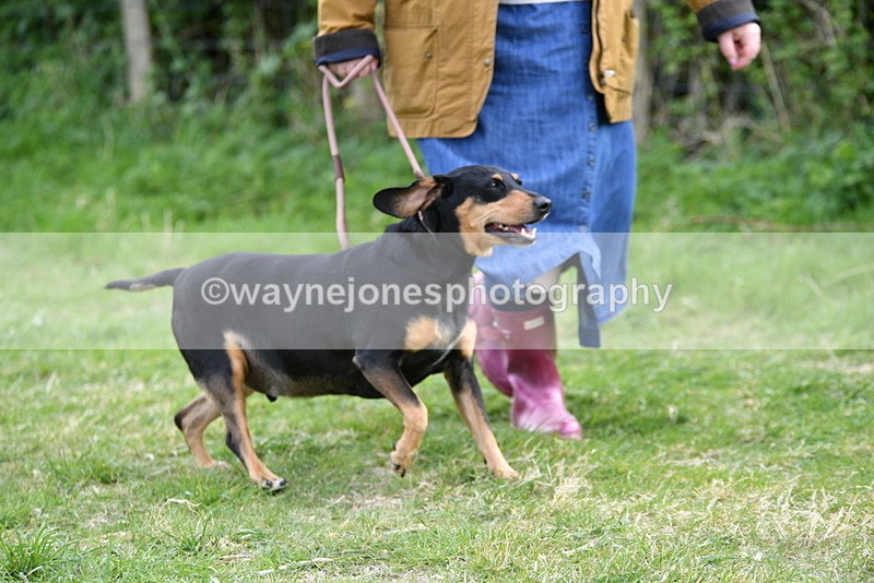 WJ5_0046 - Class 5 Best Veteran / 7 years & over