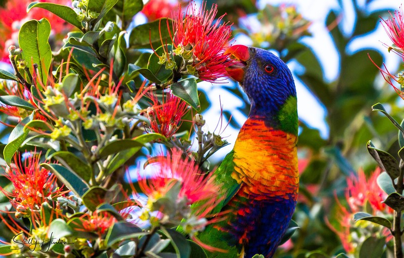 Lorikeet Feeding 3