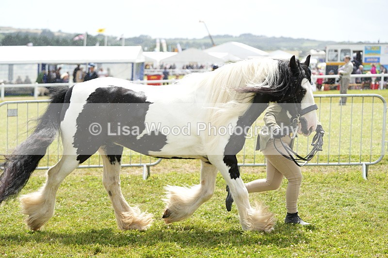 DSC06908 - Class 60: Coloured Pony 4yrs & over