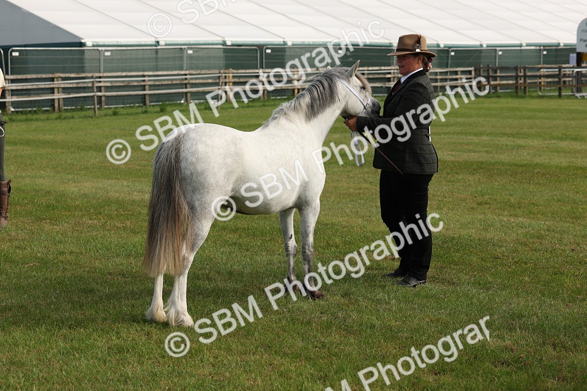 SBM_00579 - Class 6-13 - Mountatin and Moorland In Hand Welsh Breeds