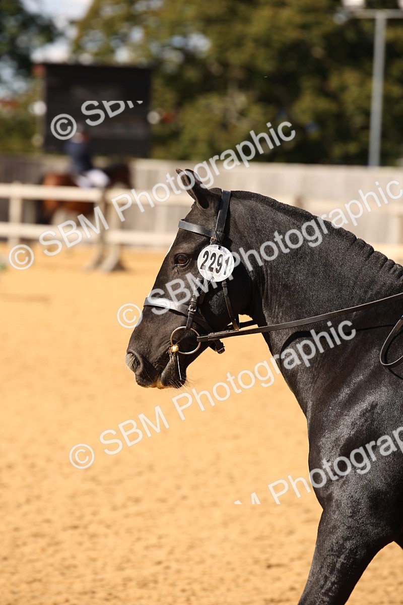 SBM_24293 - D5 - Small Tour Championship - Intro C