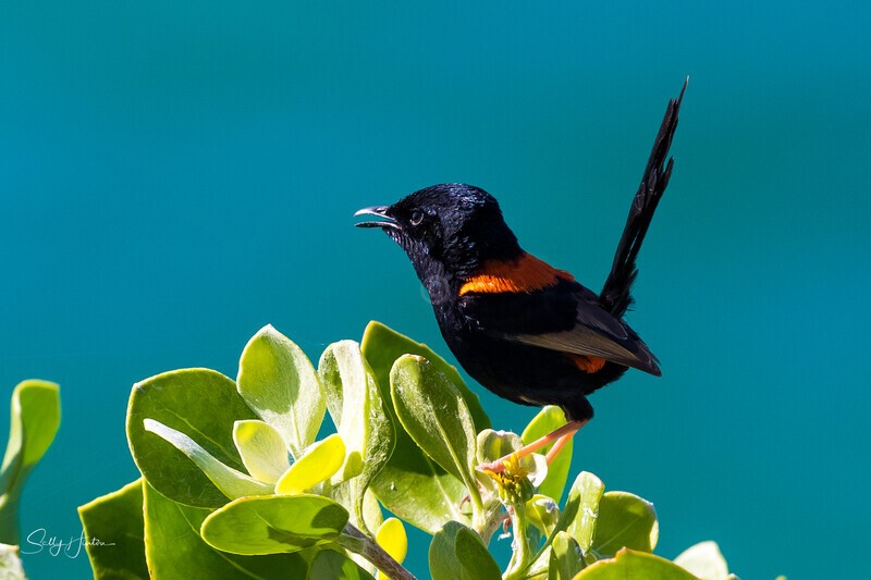 Singing male - Red-backed Fairy Wren