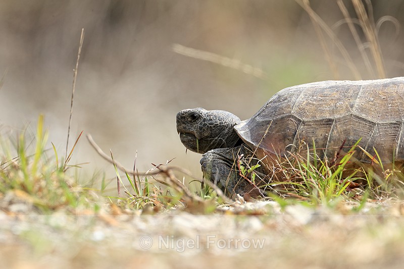Gopher Tortoise (adult), Shamrock Park, Venice, Florida - REPTILES & AMPHIBIANS