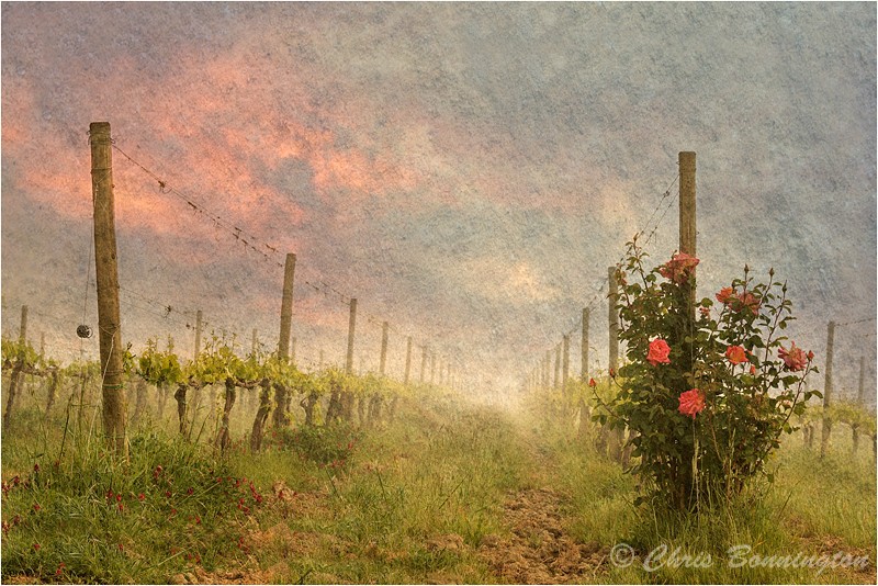 The Vine Grove - Landscapes - Colour