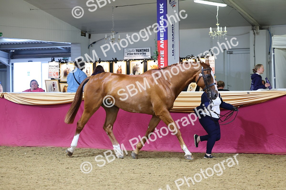 SBM_22809 - Class 903 - Supreme Final - IH Pre Vet