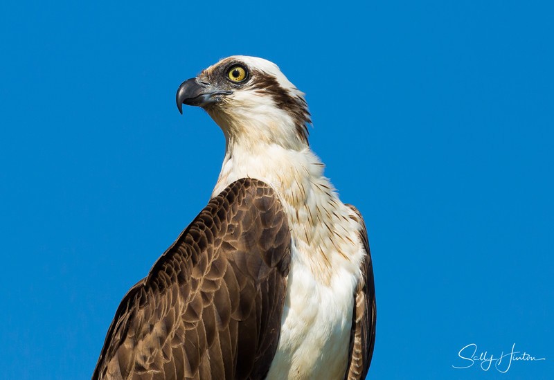 Osprey Perched 3