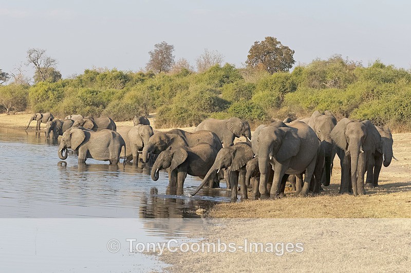 Elephant - Botswana ~ The Mammals