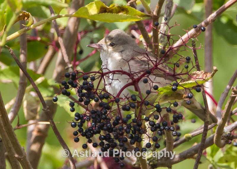 Astland Photography, Bird and Wildlife Images, Susan and Peter Wilson, U.K.