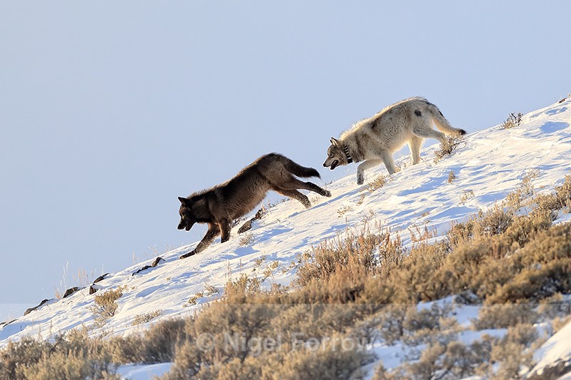 Two Wolves running, Soda Butte Canyon, Yellowstone National Park - Wolf
