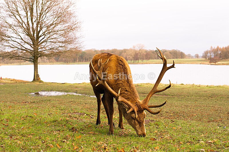 Stags in Tatton Park-4 - Tatton Park, Knutsford, Cheshire
