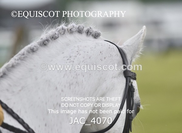 JAC_4070 - 40CM WORKING HUNTER