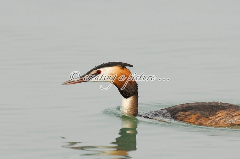 Wet Grebe - Nature