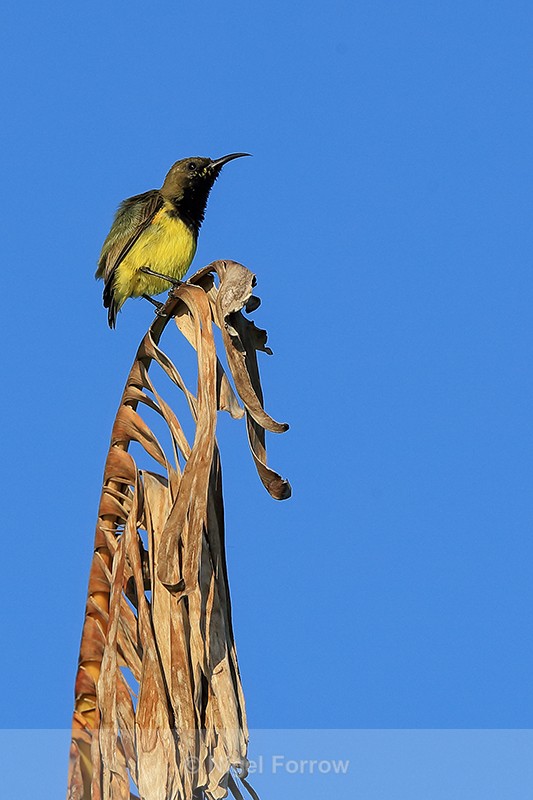 Olive-backed Sunbird (male), Vietnam - Olive-backed Sunbird