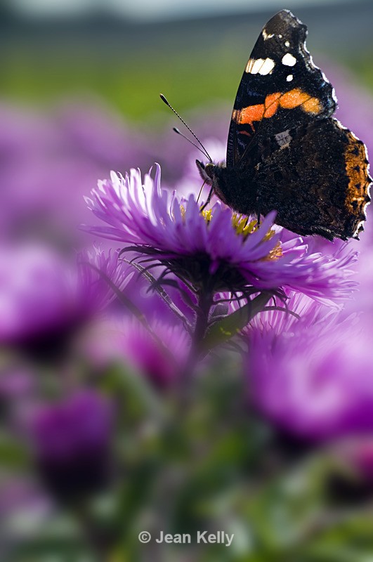 Red Admiral Butterfly - 7254 - Insects