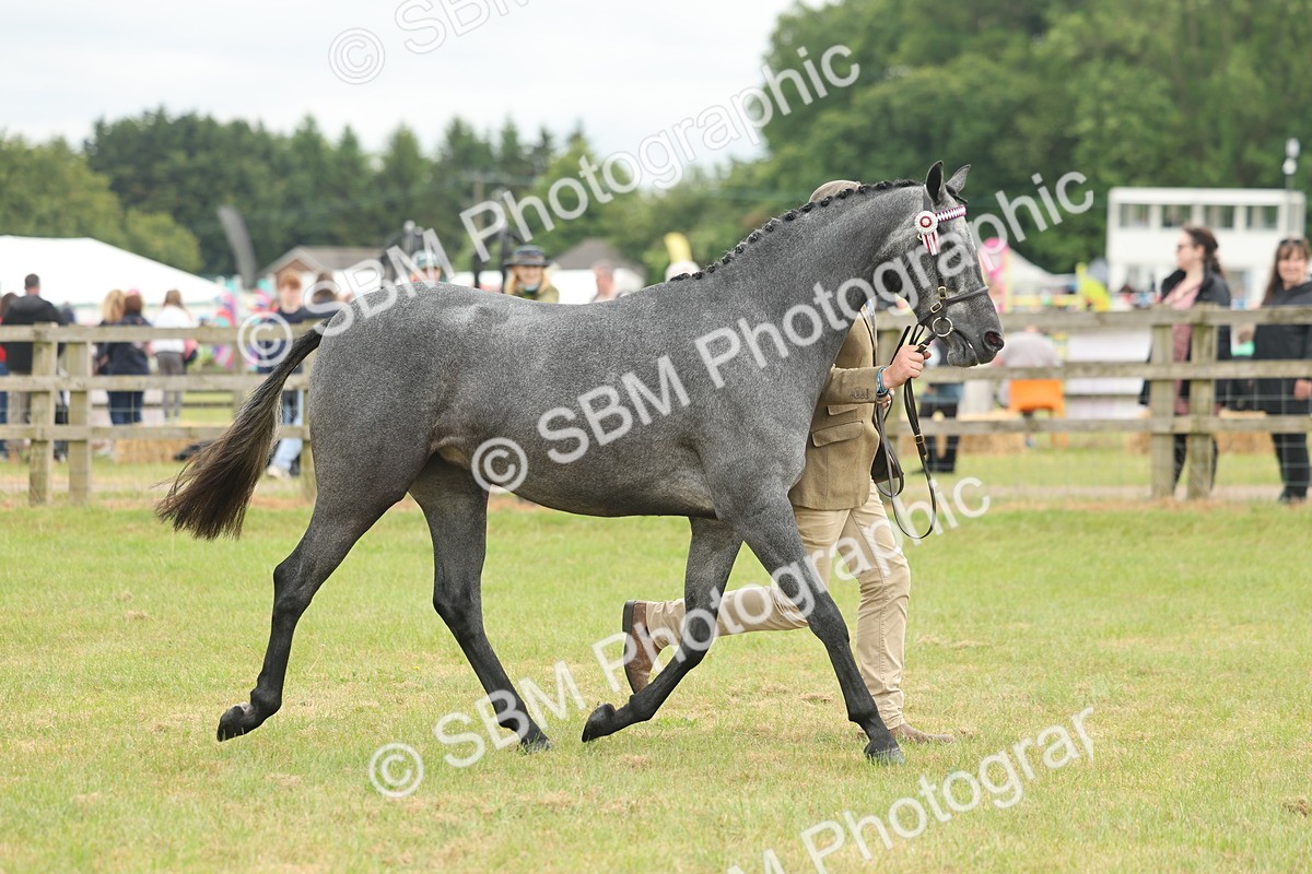 SBM_05483 - Class 68-73 - Riding Pony Breeding