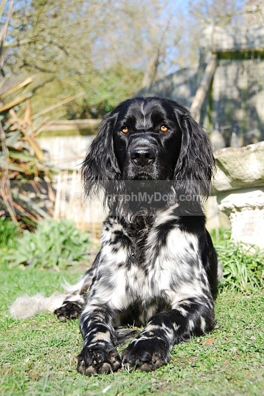  - Large Munsterlander