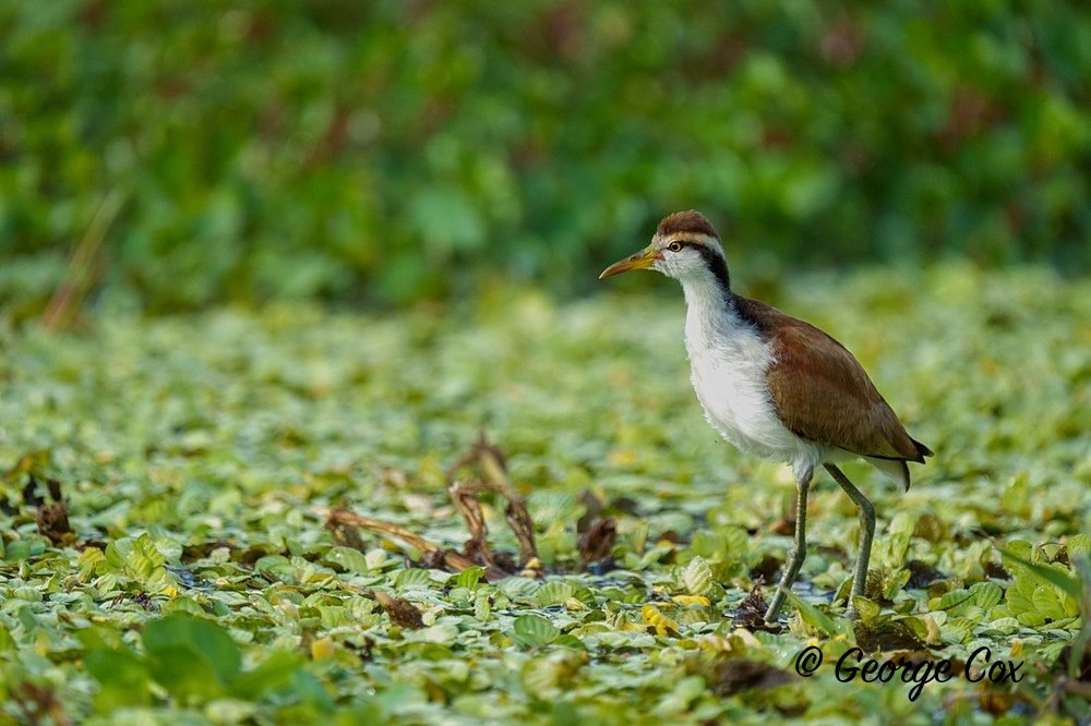 Jacana
