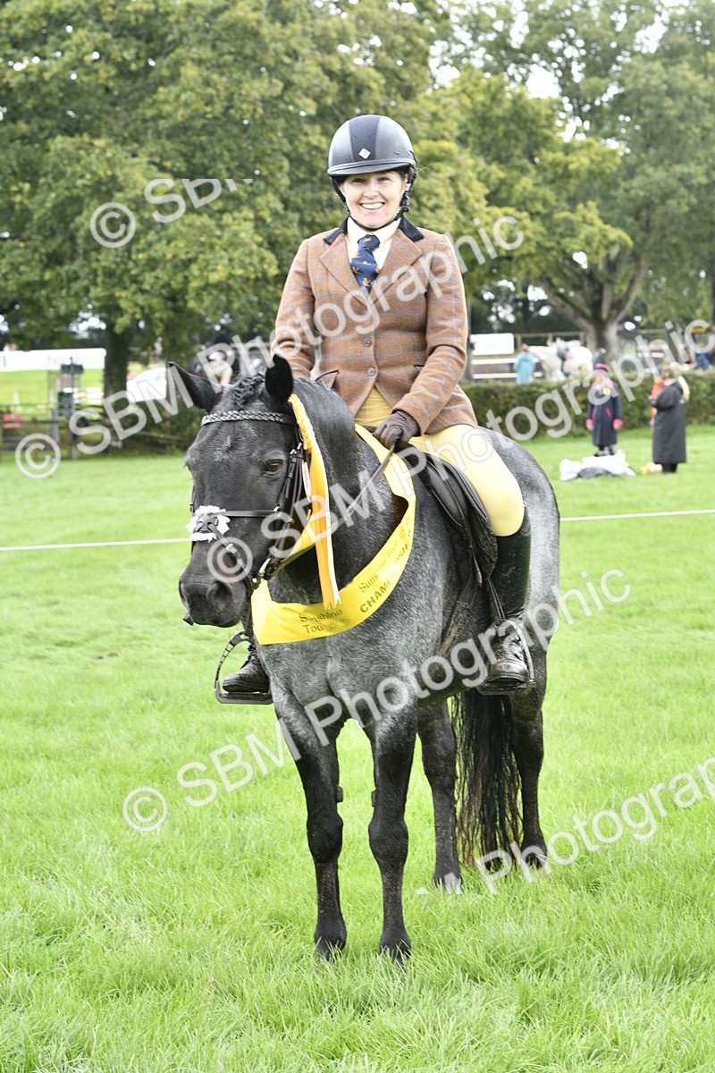 SBM_38281 - S31 - Novice & Newcomer Working Hunter Pony