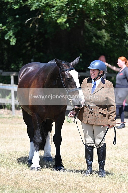 WJ7_2338 - Class 5a Most Handsome Gelding in hand (above 14.2hh)