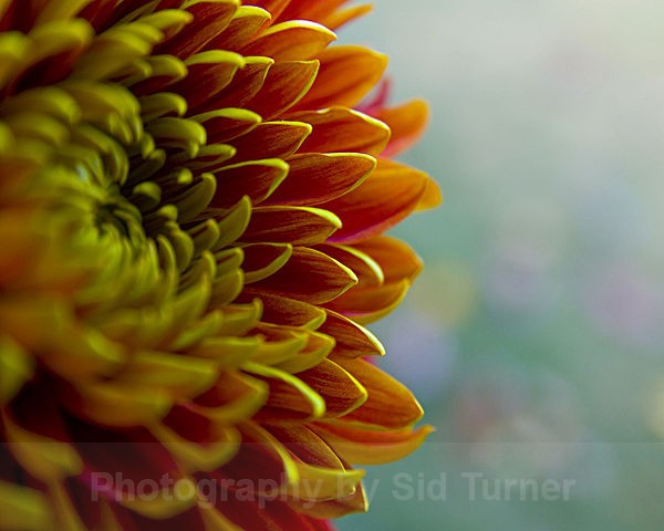  - Flowers and Plants