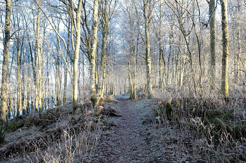 9 - Winter around Selkirk