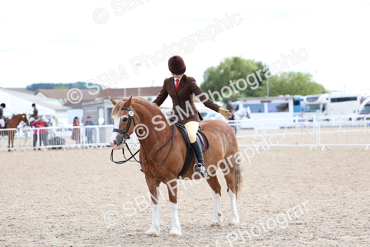 SBM_15839 - Class 314 - Family Horse - Pony