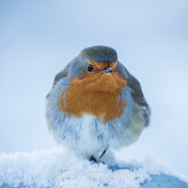Reliant Robin - Wildlife