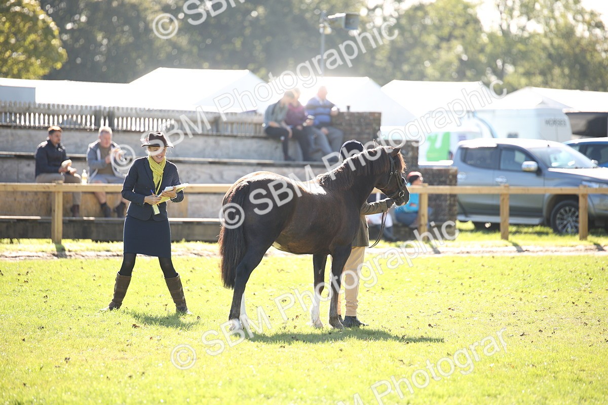 SBM_36646 - S10 - Best In Hand Horse & Pony