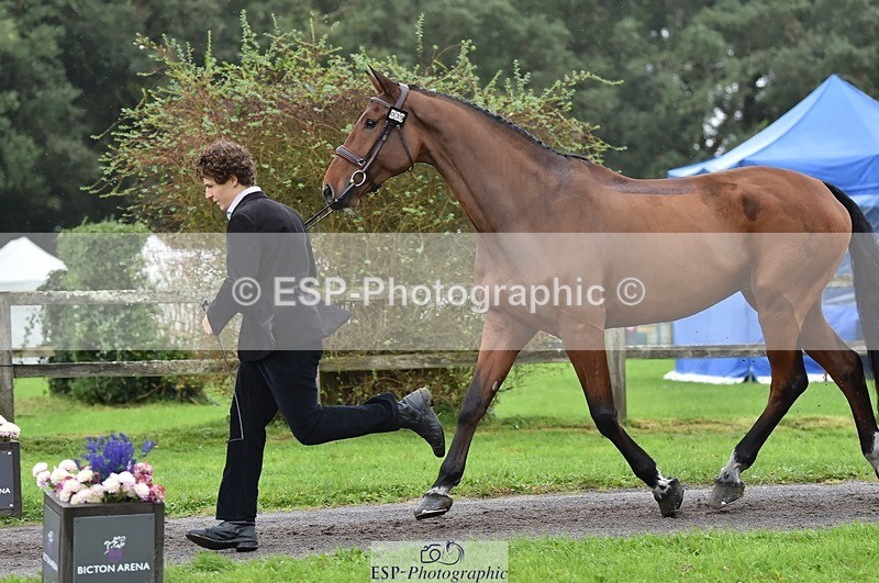 231018-122910-00325 - 039-LAUSANNE.W-Charlie.Ahl-TrotUp