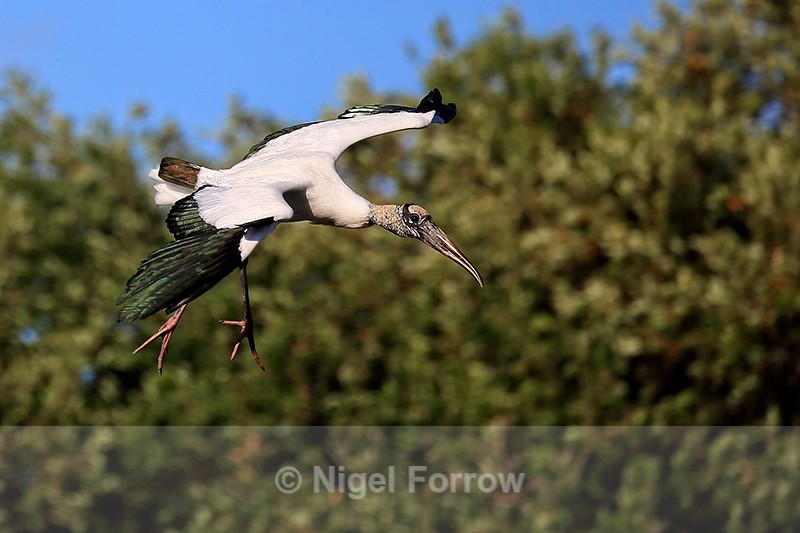 Wood Stork slows in flight, Wakodahatchee Wetlands, Florida - Wood Stork