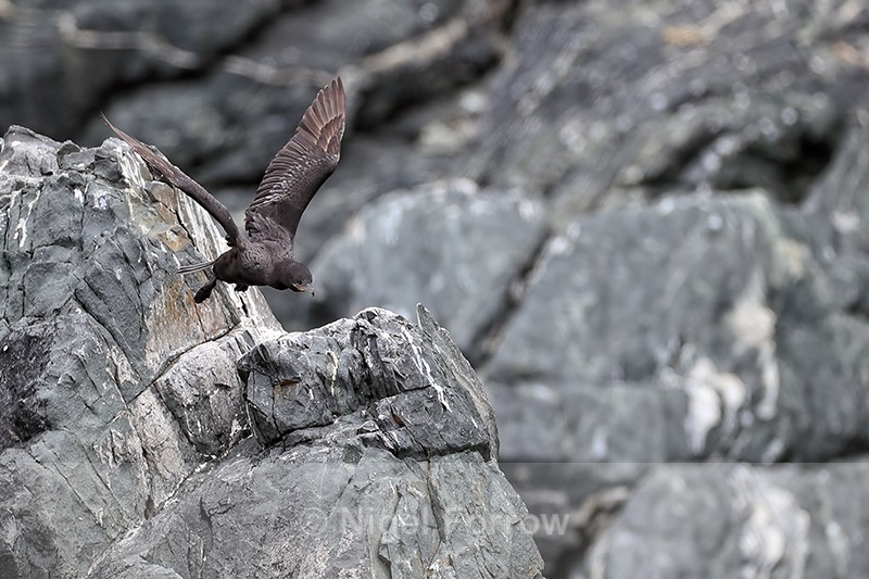 Neotropic Cormorant takes off, Chile - Neotropic Cormorant