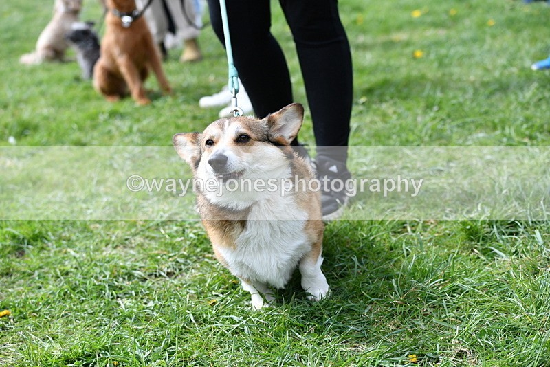 WJ5_9740 - Class 3 Most Handsome Dog