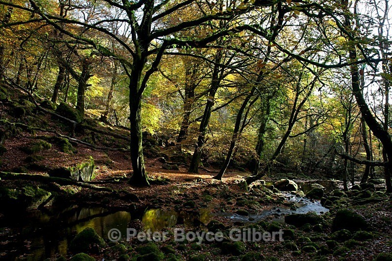 Burrator woods - The Moors