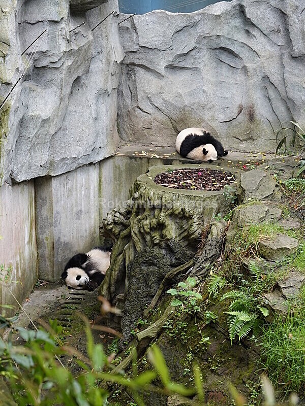 CHINA__0085 - China 2019