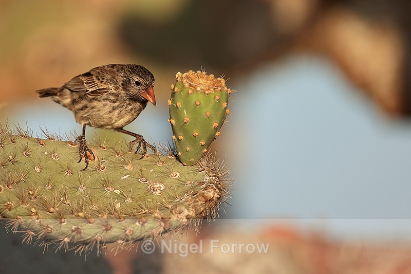 Common Cactus-Finch (female), Santa Fe, Galapagos - Common Cactus-Finch