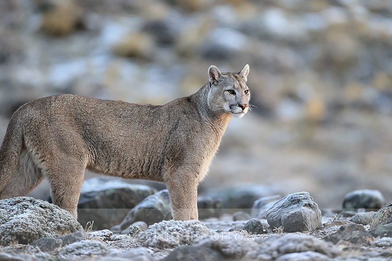 Puma Brissa stops and looks, Torres del Paine, Chile - Puma