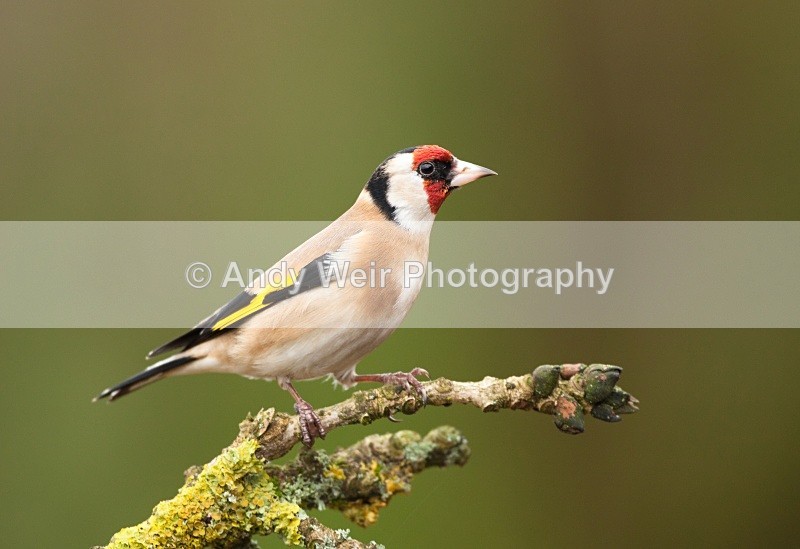 20110123-IMG_0409 - Goldfinch