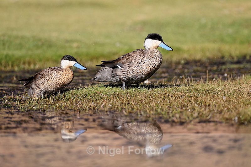 Puna Teals emerging from water, Chile - Puna Teal