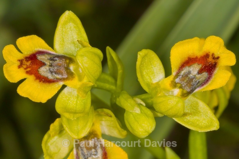 Small yellow Ophrys (Ophrys lutea ssp galilea also called Ophrys sicula) - Orchids - Ophrys
