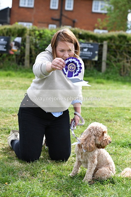 WJ5_9903 - Class 3 Most Handsome Dog