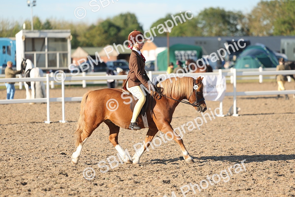 SBM_10905 - Class 301 - Ridden M&M Small Breeds
