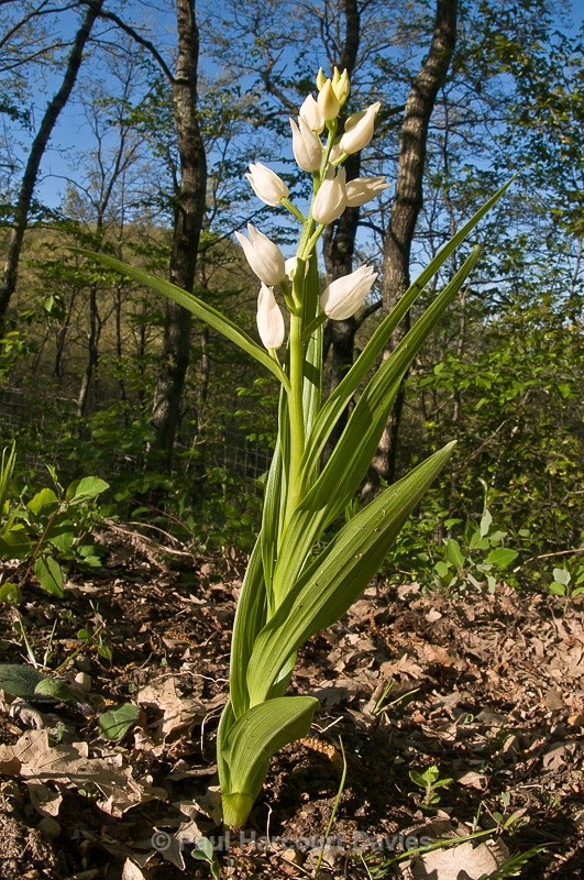  - Orchids - Various